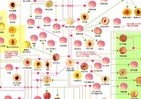 143品種の関係を図式化「桃の家系図 2018」　作成者が知ってほしかったコト