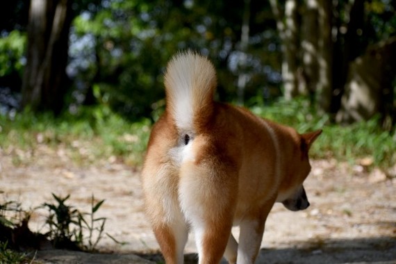 柴犬のおしり