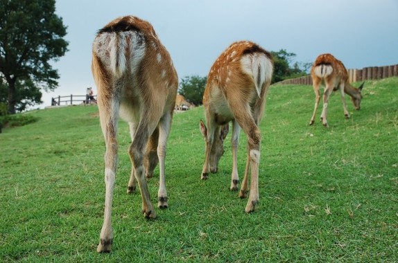 鹿のおしり