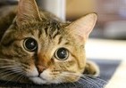 9月29日は「招き猫の日」　幸せを「招かれた」飼い主いっぱい