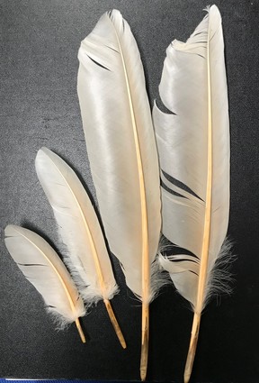 トキの羽根(提供：環境省)