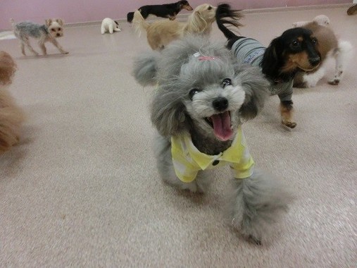 ドッグラン（写真提供：羽田空港ペットホテル）