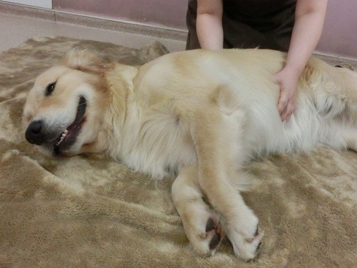 アロママッサージ（写真提供：羽田空港ペットホテル）