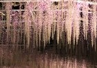 10連休中に最高潮を迎える藤の花　あしかがフラワーパークで見頃に