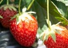 東京生まれのイチゴ「おひさまベリー」　開発開始から20年で品種登録