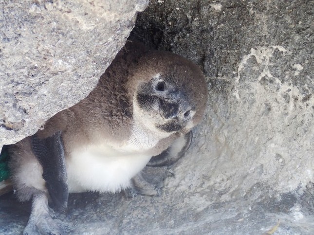 ケープペンギンの赤ちゃんがひょっこり