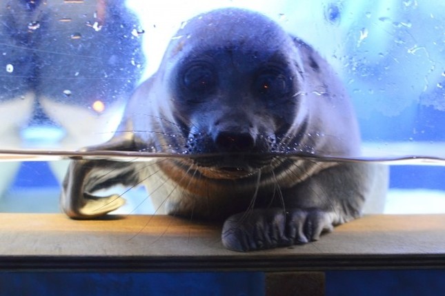 アザラシの赤ちゃん