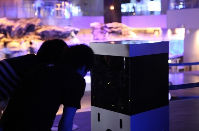 過去の「ホタルの夜」の様子