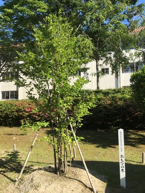 2017年に植樹された