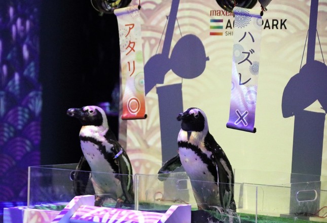 ペンギンたちがパフォーマンスを披露する「宵のペンギンまつり」