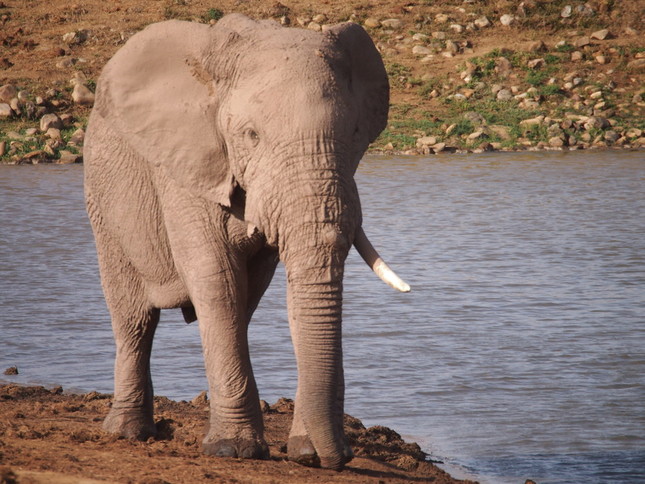 発表会に登壇した記者・三浦英之さんによると、アフリカゾウは象牙を取るために無残に顔を抉られ、殺されている(c)WILDAID
