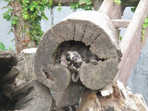 木の洞の中で暑さを凌ぐアライグマ（平川動物公園ツイッター）
