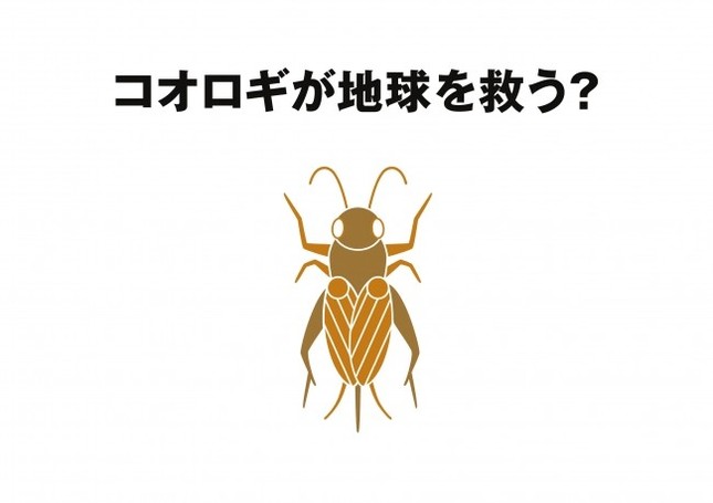 コオロギが世界の食料問題を解決するかも