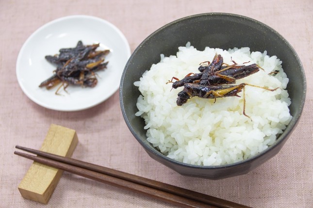 昆虫食は2020年もっと広がっていく？