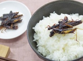 【ニュースで見る2019年（7）】アイドルだって食べちゃうぞ♪　広がる昆虫食