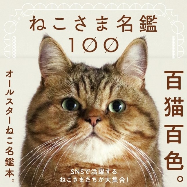 ｓｎｓで活躍の猫100匹 写真集が完成 J Cast トレンド