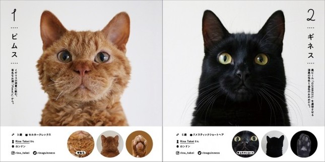 セルカークレックスの「ビムス」、ドメスティックショートヘアの「ギネス」（掲載例）