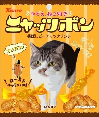 一点をじっと見つめる猫