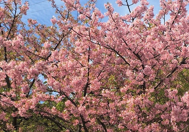 暖冬だった今年は「春愁」も早め？ 三浦半島のカワヅザクラ＝冨永写す