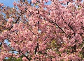 つい使いたくなる季語　川上弘美さんは「湯に浮く乳房」に春を愁う