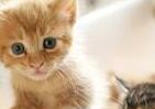 「ネコ同士で新型コロナ感染」東大医科研　日本獣医師会「外に放さず室内飼育を」