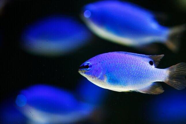 イオンモール木更津にカフェ型水族館