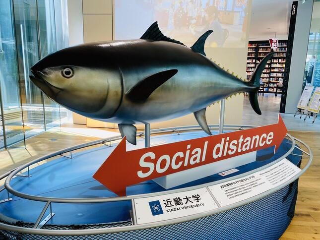 ソーシャルディスタンスの目安を示すマグロのレプリカ（画像は近畿大学広報室提供）