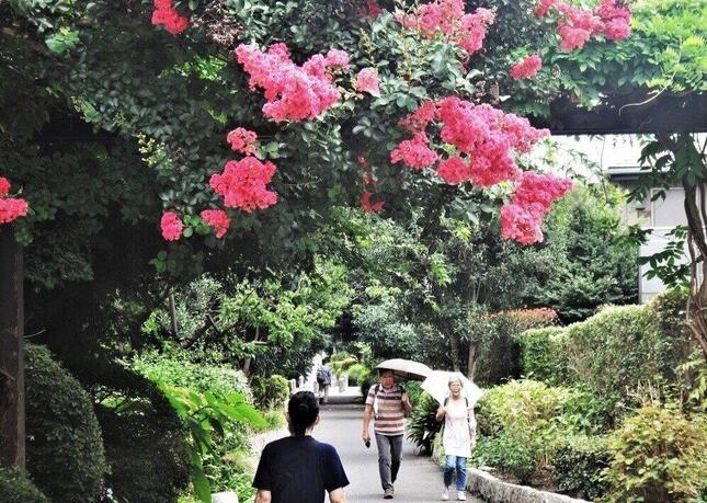 散歩で「免疫力」を高める人もいるはず＝東京都杉並区で、冨永写す