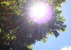涼し気な木陰、実は日なたと気温変わらない　場所を問わず熱中症対策を