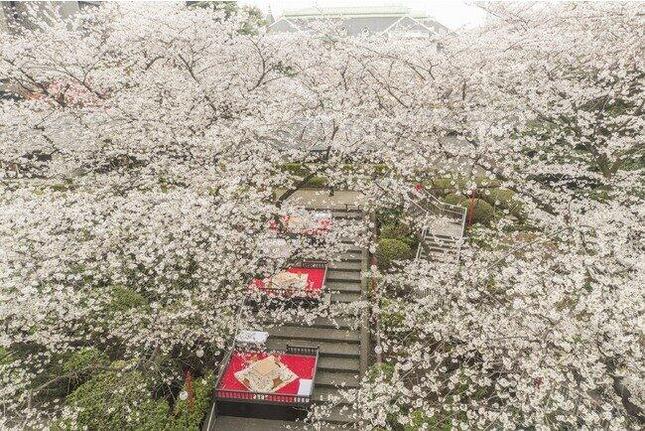 ザ・プリンス さくらタワー東京の桜桟敷席にはこたつを設置