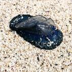 毒クラゲ「カツオノカンムリ」大量打ち上げ　刺されたらどんな危険が