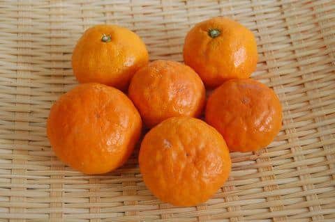 渇水の年に生まれやすい菊みかん（香川県三豊市公式サイトから）
