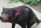 多摩動物公園のタスマニアデビル死ぬ　国内飼育は残り1頭しかいない