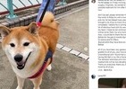 ネットミーム柴犬「Cheems」死す　SNSで過去の面白画像と共に追悼