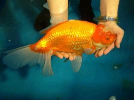 サンシャイン国際水族館「びっくりサイズの生きもの展＋西表島の珍しい生物」展