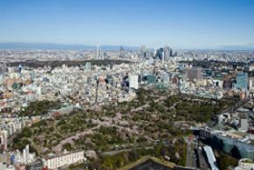 展望台からは「天空のお花見」が楽しめる