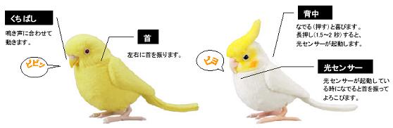 セキセイインコ（左）　オカメインコ（右）