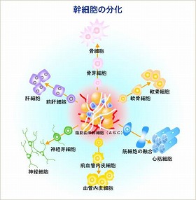 脂肪由来の幹細胞は様々な細胞に分化する