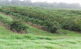 ハワイコナ地区の「ワイオノ農園」