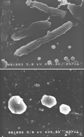 水中のレジオネラ属菌を99.99％以上分解・除去　可能性広がる「ストリーマ放電技術」