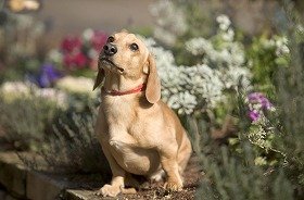 愛犬とともにハウステンボスを散策しよう