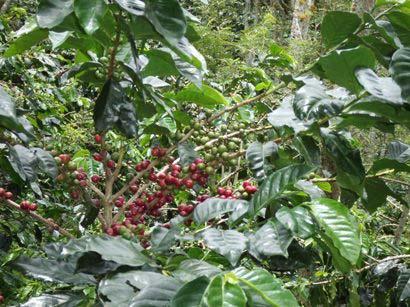 完熟マンデリン豆厳選コーヒー