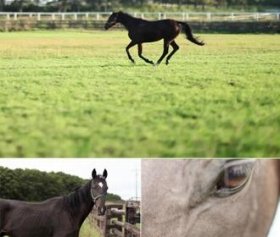 「Fukushima Horse」のひとコマ