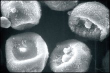 ダイキン・京都大学の共同研究で新事実発覚 「スギ花粉」アレルゲン以外にも人に有害性アリ！