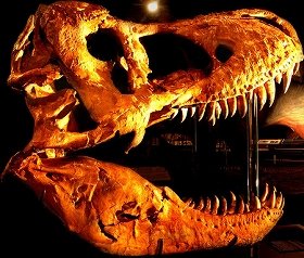 「世界最大級」恐竜頭骨化石が初上陸　恐竜ロボットも展示