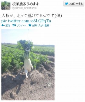 「走って逃げる大根」ツイッターで大人気　3日にわたる逃亡劇の結末