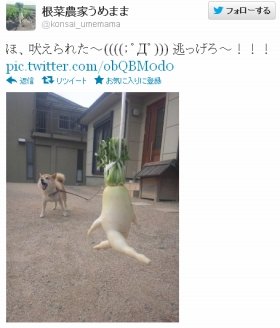 犬と遭遇した「逃げる大根」。ピンチ！