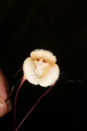 「猿顔」や「ドラキュラ」の花が大集合!?　東京ドームで「世界らん展日本大賞2013」