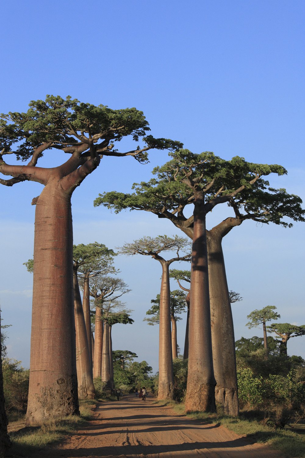 注目されているヘアケア1位は「オイルケア」　バオバブオイルで「ツヤを与える」