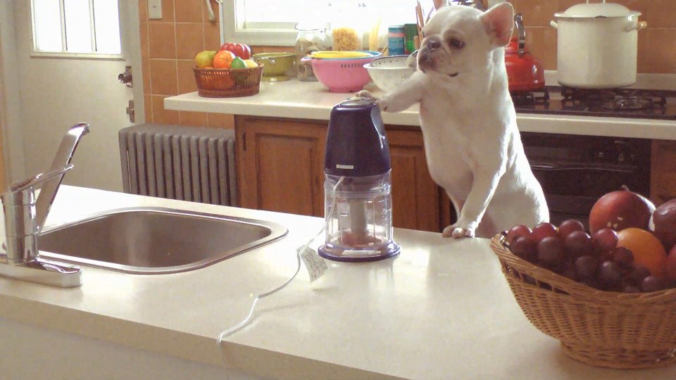 公開1週間で20万回再生　留守番中の愛犬による仰天クッキング